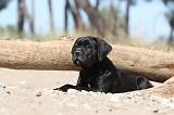 CANE CORSO 494